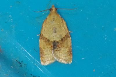 <i>Clepsis consimilana</i>