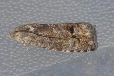 <i>Cydia splendana</i>
