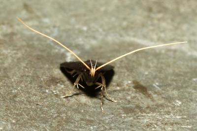 <i>Homaloxestis briantiella</i>