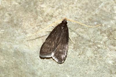 <i>Homaloxestis briantiella</i>