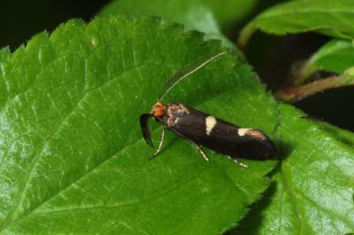 <i>Incurvaria masculella</i>