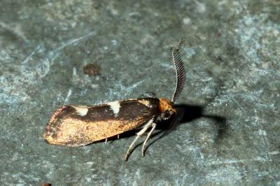 <i>Incurvaria masculella</i>
