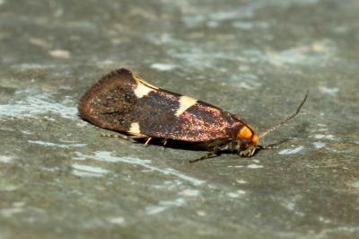 <i>Incurvaria masculella</i>
