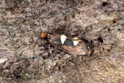 <i>Incurvaria masculella</i>