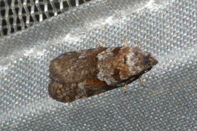 <i>Tortricodes alternella</i>