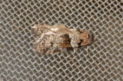 <i>Tortricodes alternella</i>