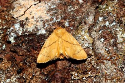 <i>Apoda limacodes</i>