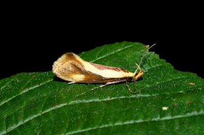 <i>Harpella forficella</i>