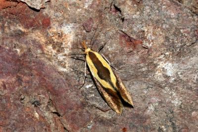 <i>Harpella forficella</i>