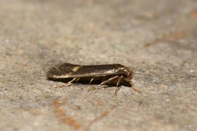 <i>Borkhausenia minutella</i>