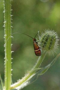 <i>Adela australis</i>