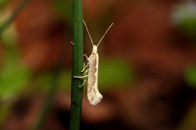 <i>Plutella xylostella</i>