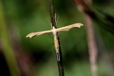 <i>Stenoptilia pterodactyla</i>