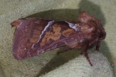<i>Triodia sylvina</i>
