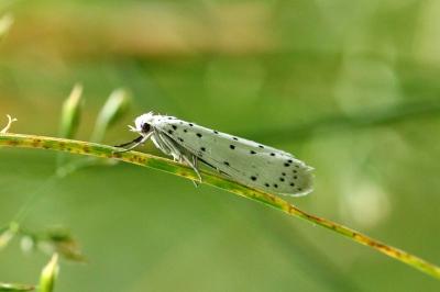 <i>Yponomeuta</i>