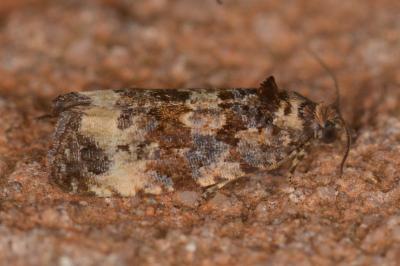<i>Endothenia</i>