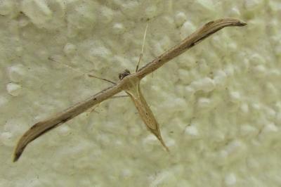 <i>Emmelina monodactyla</i>