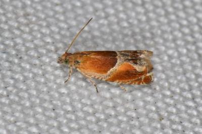 <i>Ancylis obtusana</i>