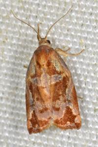 <i>Archips oporana</i>