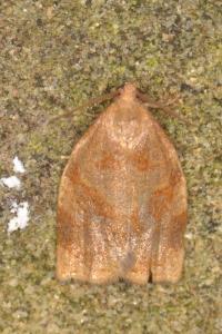 <i>Archips rosana</i>