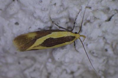 <i>Harpella forficella</i>