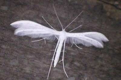 <i>Pterophorus pentadactylus</i>
