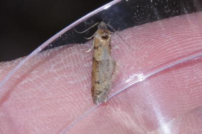 <i>Tortricodes alternella</i>