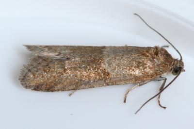 <i>Tortricodes alternella</i>
