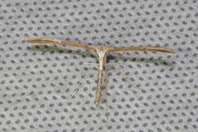 <i>Emmelina monodactyla</i>