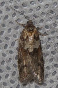 <i>Tortricodes alternella</i>