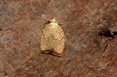 <i>Acleris forsskaleana</i>