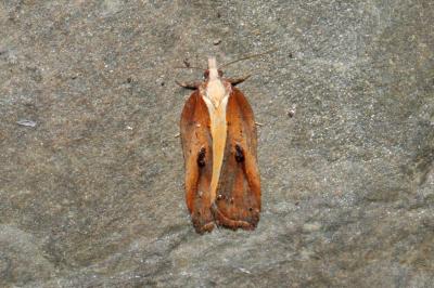 <i>Acleris cristana</i>
