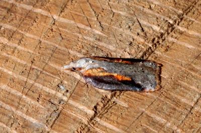 <i>Acleris cristana</i>
