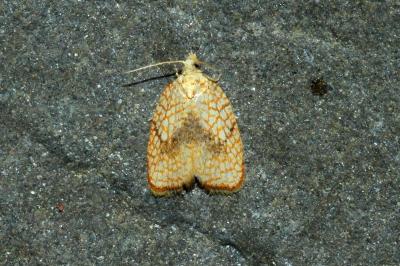<i>Acleris forsskaleana</i>