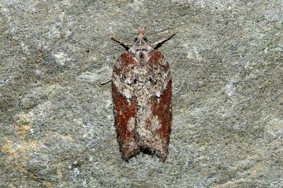 <i>Acleris hastiana</i>