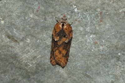 <i>Acleris hastiana</i>