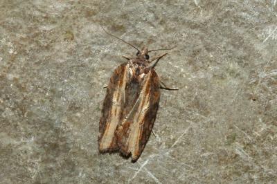 <i>Acleris hastiana</i>