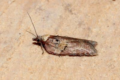 <i>Acleris hastiana</i>