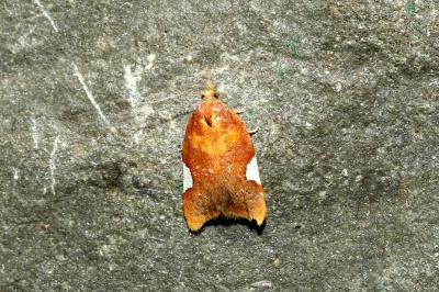 <i>Acleris holmiana</i>