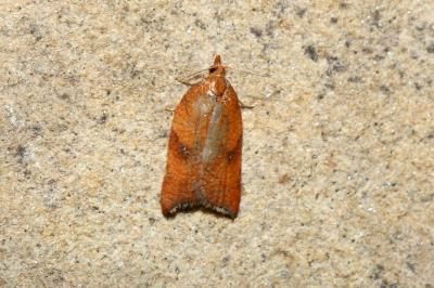 <i>Acleris rhombana</i>