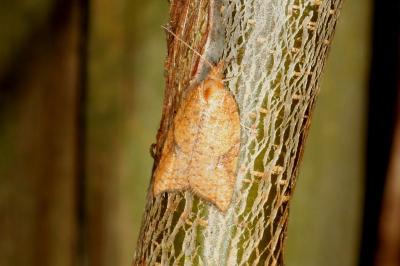 <i>Acleris rhombana</i>