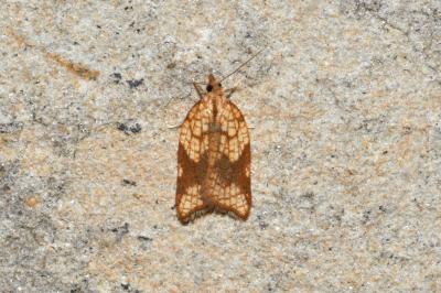 <i>Acleris rhombana</i>