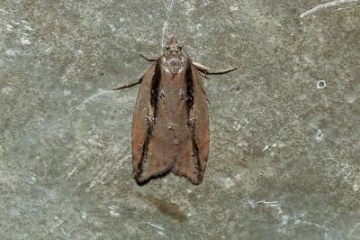 <i>Acleris umbrana</i>