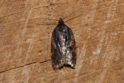 <i>Acleris umbrana</i>
