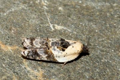 <i>Acleris variegana</i>