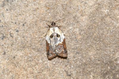 <i>Acleris variegana</i>