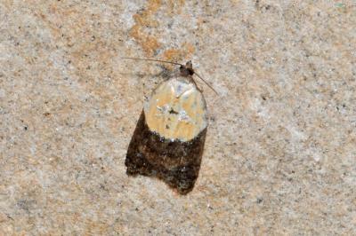 <i>Acleris variegana</i>