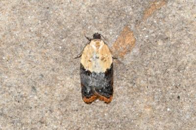 <i>Acleris variegana</i>