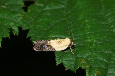 <i>Acleris variegana</i>