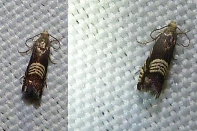 <i>Grapholita compositella</i>